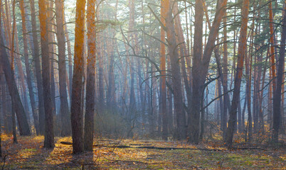 beautiful pine forest glade in blue mist at the morning, beautiful outdoor background