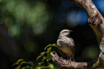 The chalk-browed mockingbird or 