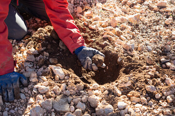 Detail of hands taking a black truffle out from a hole. Truffle hunting. 