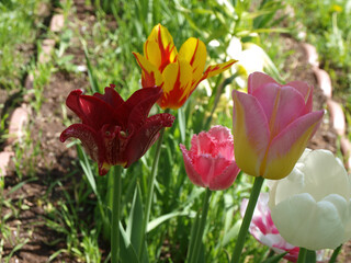red and yellow tulips