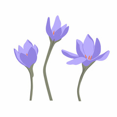 Modern botanical drawing of crocus flowers in flat simple style. Colored flat vector illustration of wildflower isolated on white background