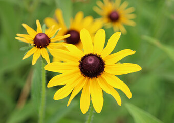 A follow the leader echo of black-eyed susans flowers.