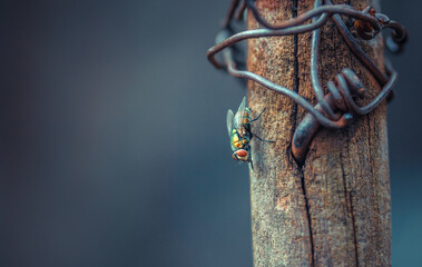 Stuning bee insect landing on a wood stand brown gray background