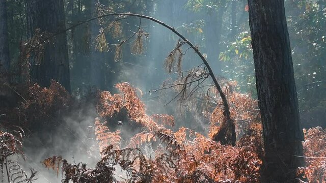 Mist rising from undergrowth with bracken / eagle ferns (Pteridium aquilinum) in forest on a early frosty morning in autumn / fall