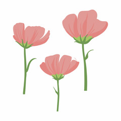 Modern botanical drawing of cosmos flowers in flat simple style. Colored flat vector illustration of wildflower isolated on white background