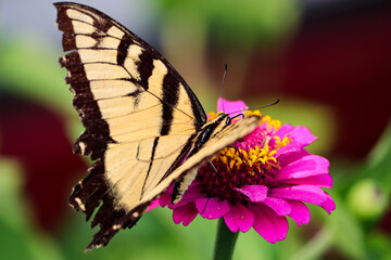 Lovely swallowtail butterfly resting atop a pink zinnia flower. 
