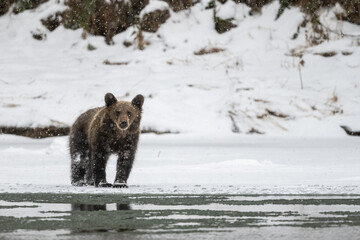 Brown Bear, Ursus arctos, Bieszczady Mts., Carpathians, Poland.