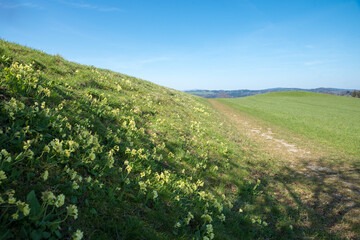 Fototapeta na wymiar green hill blotched with cowslip flowers, blue sky background with copy space