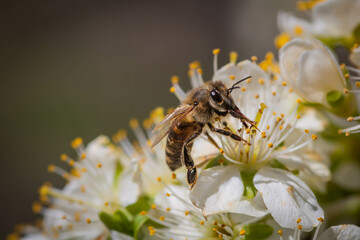 Blossoming branch with honeybee and flowers of cherry plum. Lens flare and soft focus