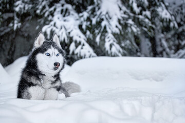 Dog of breed siberian husky. Husky dog in winter forest.