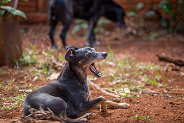 Small black dog resting on the floor earth ground lying sun sunlight portrait sleepy