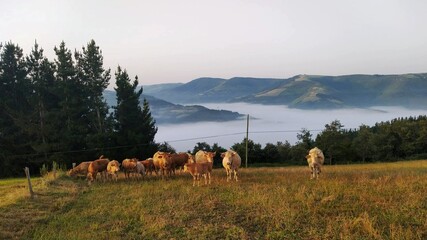 Reba&ntilde;o de vacas en un paraje de Galicia