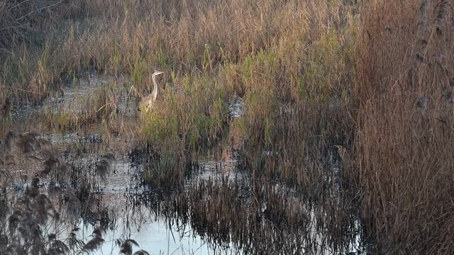 Grey heron (Ardea cinerea) taking off and Eurasian bittern / great bittern (Botaurus stellaris) showing camouflage colours in reed bed of wetland