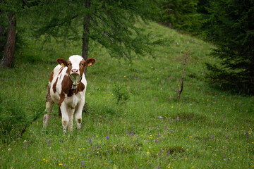 Fototapeta na wymiar young cow in a meadow