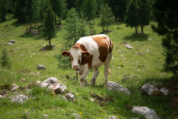 Fototapeta na wymiar cow in the meadow