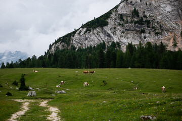 Fototapeta na wymiar Sleeping cows in the mountains