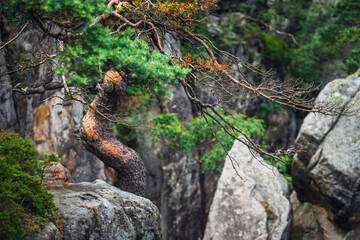 Lonely pine tree growing on the rocks