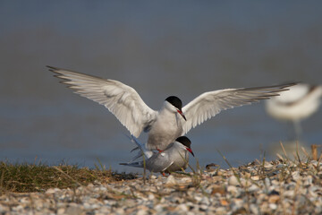 Flußseeschwalben (Sterna hirundo) beim Paarungsritual