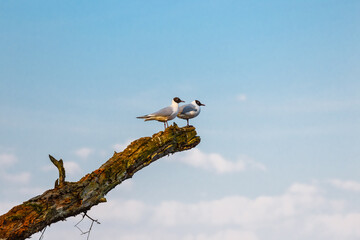 gulls sit on a broken tree and watch the area