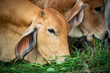Naklejka na ściany i meble cow face grazing on farm