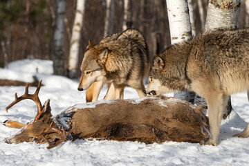 Obraz premium Grey Wolf (Canis lupus) Snarls at Packmate Next to Body of White-Tail Deer Winter