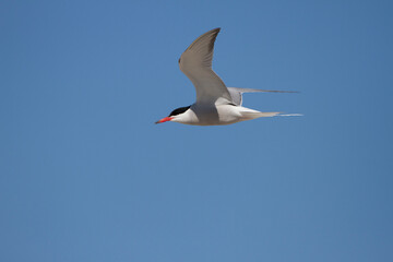 Flußseeschwalbe (Sterna hirundo)