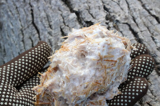 Durchwachsenes Pilzsubstrat in einer Hand vor einem Baumstamm

