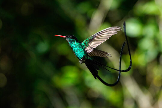 Red-billed Streamertail hummingbird Flight - Jamaica