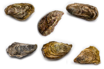 oyster closed isolated on white background