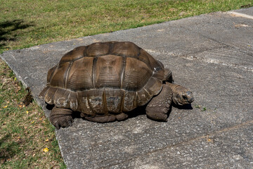 Giant turtles in tropical Island Mauritius at La Vanille Nature Park. Hight quality photo