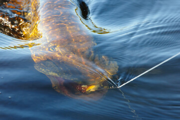 big pike with lure in the mouth