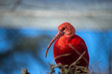 Fototapeta premium Portrait of scarlet ibis standing on tree branch