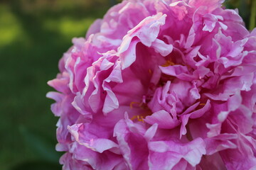 pink peony