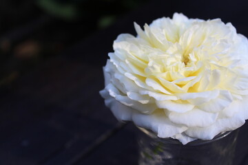 white peony in a jar