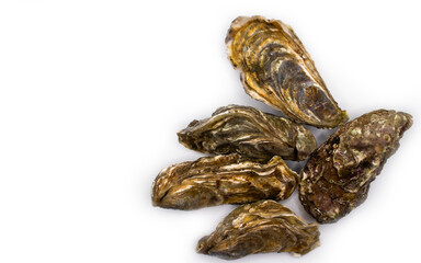 oyster closed isolated on white background