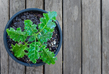 kale Planted in black pots placed on a wooden table, top view