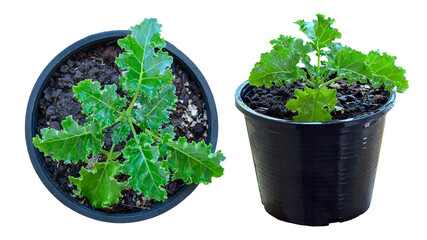 two pots of kale Planted in white background, die-cut, side, and top view - obrazy, fototapety, plakaty