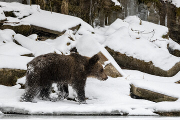 Brown Bear, Ursus arctos, Bieszczady Mts., Carpathians, Poland.