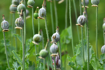 Immature poppy heads, from which addicts extracted opium