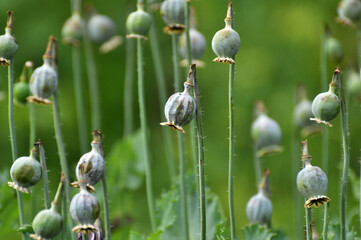 Immature poppy heads, from which addicts extracted opium