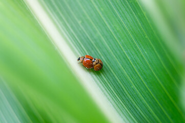 Two ladybugs reproduce on the leaves of the corn plant.