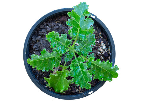 kale Planted in black pots on white background, die-cut and top view
