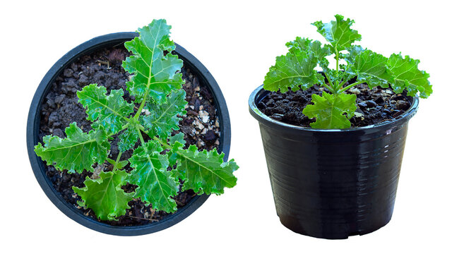 two pots of kale Planted in white background, die-cut, side, and top view