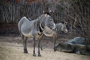 Fototapeta na wymiar Portrait of female and baby zebra in a zoologic park