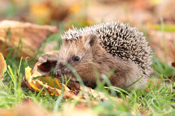Igel (Erinaceidae)