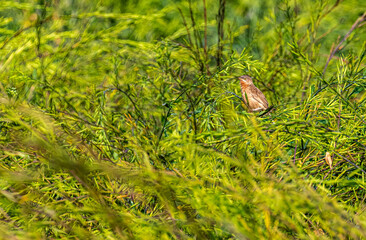Striated Warbler in wheat field