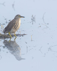 Pond Heron in a lake
