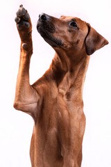 Hund hebt die Pfote. Hundesprung © fuchs mit foto
