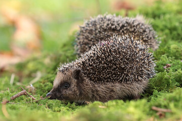 Igel (Erinaceidae)