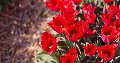 Fototapeta premium Blooming Red Tulips on Flowers Plantation Farm